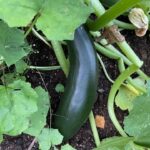 ruoan_laitto_kurkku_kasvimaalla