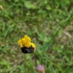 ymparisto_mehilainen